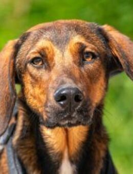 Mistral sucht aktive Menschen 🐾 - München