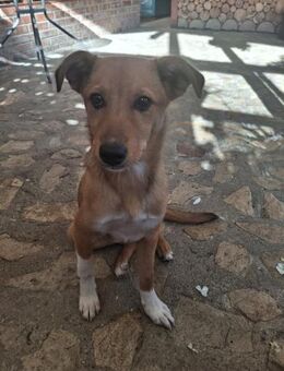 Kleine Hündin Stella sucht ihr Glück - Rambin