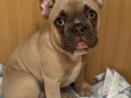 Französische Bulldogge Rüde zu verkaufen - Röderaue