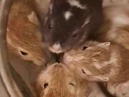 Süße Rennmausbabys suchen ihr Zuhause - Weinheim