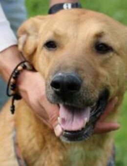 Milva - kinderlieb u. verspielt - Lohra