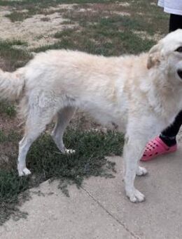 Schöne Bodor sucht ein Zuhause - Essen