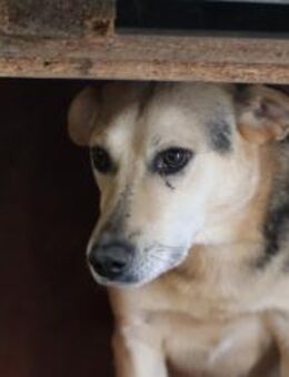 Fion - sanfter Schmusebär - Lohra