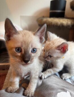Bengal Kitten Snow Lynx, Charcoal und Brown Gold CH Zucht HCM und PKD frei - Dintikon