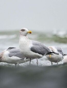 Hotel Garni in ansprechender Lage von Wangerland zu Verkaufen! - Wangerland