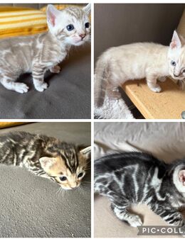 Exklusive Bengal kitten Bald zur Abgabe - Dortmund