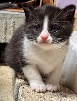 Katzenkinder suchen ab Dezember ein Zuhause - Brandis