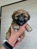 Morkie suchen ein kuschel Korb in 84478