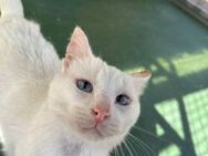 Baldomero - FIV-Kater sucht Anschluss - Bad Camberg