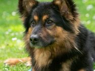 Boomer -Kleiner Kerl sucht sein Körbchen - Obertshausen