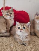 Wunderschöne BKH reinrassig in Black Golden in 30457