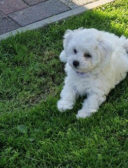 Bichon Frisé Welpen - Bleckede