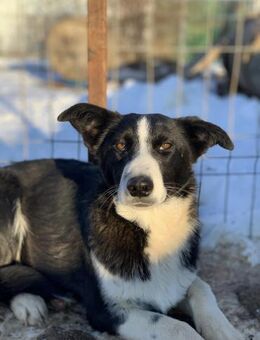 Lady sucht ihr Zuhause auf Zeit - Celle