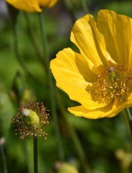 Gelber Mohn Mohnsamen gelbe Blüten Samen Bienen gelb Hummel Blumensamen Saatgut für Mohn mit leuchtend gelben Saat Blüten Blumenbeet Mohnpflanzen poppy Saatgut insektenfreundlich SWR Treffpunkt Beitrag Vatertag Sonne Blumenwiese - Pfedelbach