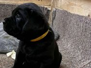 ENDLICH PLATZ FÜR IHREN EIGENEN HUND - IM NEUEN HAUS MIT GARTEN! LOS GEHT´S: 01714863595 - Schneeberg (Sachsen)