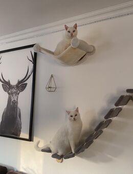 Katzen suchen dringend neues Zuhause (Harsefeld) - Harsefeld
