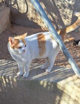 Sanfter Kater Pepe - Karlsruhe