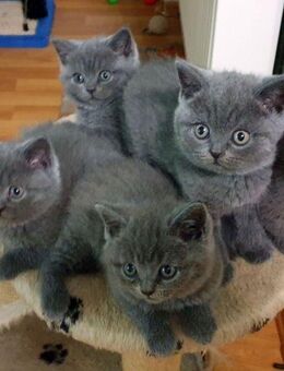 BKH Britisch Babykatzen - Pfarrkirchen