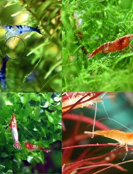 Zwerggarnelen Mixe (ab 0,90€) Versand/ Abholung - Mechernich