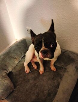 Französische bulldogge mix - Clausthal-Zellerfeld