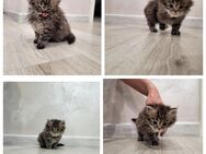 Süße Katzenbabys suchen ein liebevolles Zuhause – geboren am 01. April 2025 - Oberkrämer
