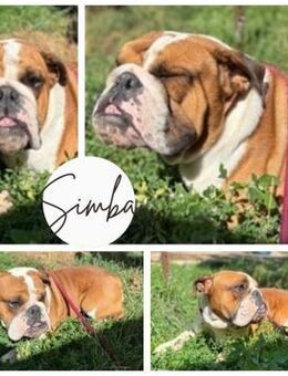 SIMBA PP British Youngster sucht euch - Neustadt (Rübenberge)