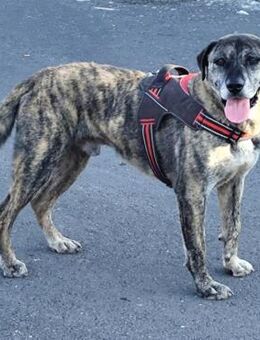 Guanche - Weilmünster