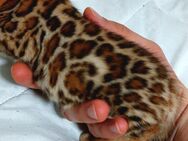 Bengal Katze
