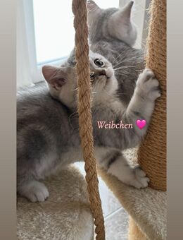 BKH Kater und Kätzchen - Oldenburg