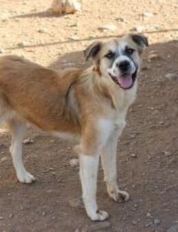 CHURETTE - Junghund auf Familiensuche - Sulzbach-Laufen