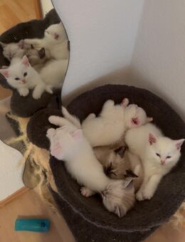 Wundervolle BKH Kitten suchen ein Zuhause - Düsseldorf