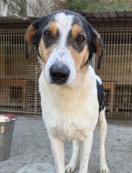 Dino 💗 aufgeweckter, lieber Traumhund - Hamburg