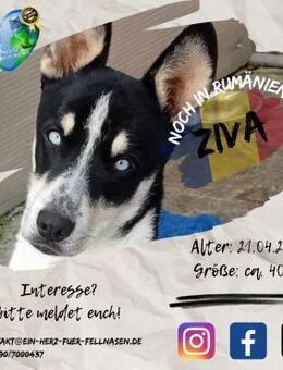 ZIVA - unsere hübsche Schmuselady - Waakirchen