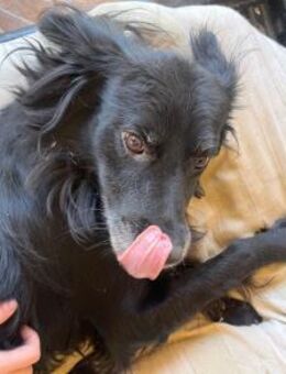 Grey sucht sein Glück - Oberhausen (Rheinland-Pfalz)