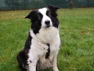 Chica-Bella - Border Collie - 8 Jahre - Tierhilfe Franke e.V. - Lauf (Pegnitz) Zentrum