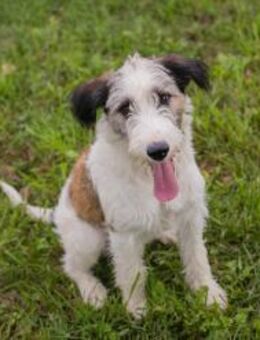 LENNY - mein neues Körbchen erobern - Overath