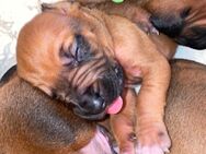 Reinrassige gesunde Ridgeback Welpen - Weilrod