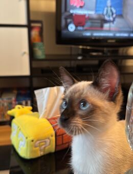 Siamesische Kater sucht eine liebevolles zuhause - Stuttgart