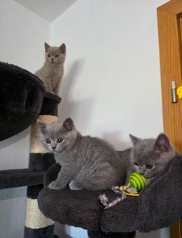 BKH Kitten - Ingolstadt
