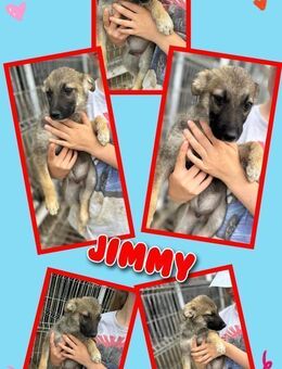 Süßer Jimmy wartet aufs Glück! - Nürnberg