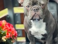 Französische Bulldogge Dame - Bautzen