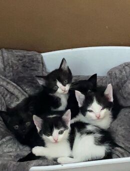 Babykatzen in liebevolle Hände abzugeben - Heßheim