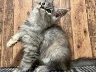 Maine Coon Kitten mit Stammbaum auszugsbereit - Simonswald