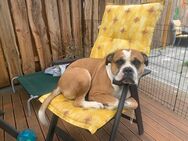 Old English Bulldog Rüde Ryder sucht ein liebevolles zu Hause - Berlin Treptow-Köpenick