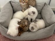 BKH Kitten suchen liebevolles Zuhause!!! - Mülheim (Ruhr)