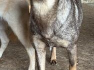 Nela sucht nach ihrem Glück 🐾 - Elsdorf (Nordrhein-Westfalen)