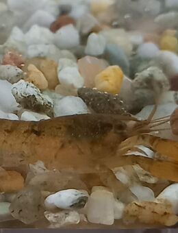 Alabama- Zwergflusskrebs - Hohenroth