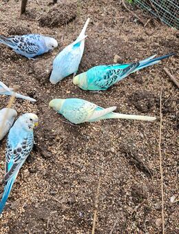 Wellensittich Regenbogen 🌈 jung und alt vom Züchter direkt DKB - Wiesbaden