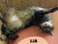 💥💚Katze Lia aus 01069 Dresden💚💥 - Dresden