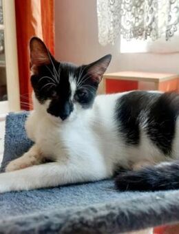 Milo Freundlicher Kater sucht Familie - Unterföhring